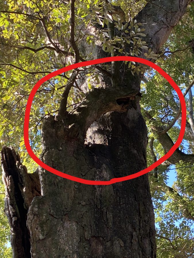 八幡竈門神社の龍の木